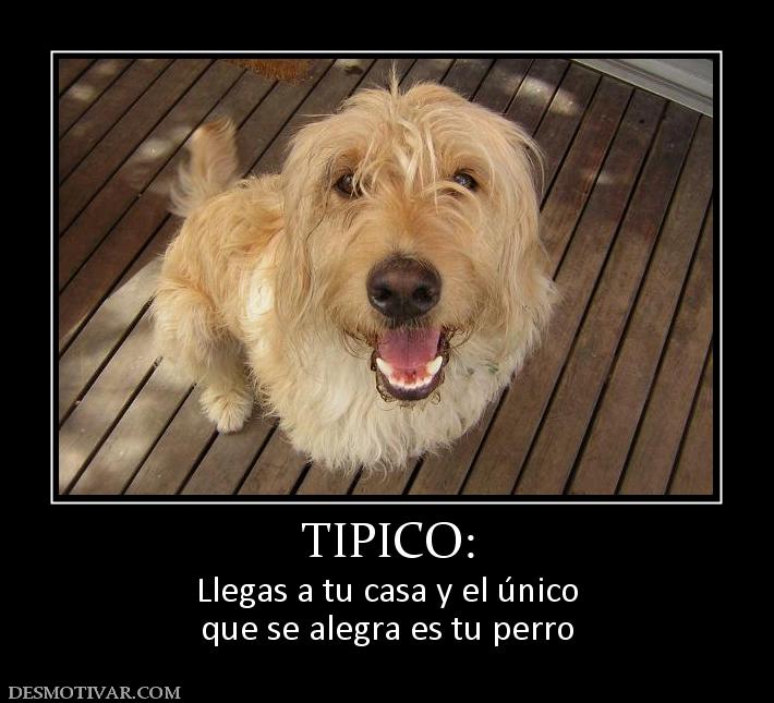 TIPICO: Llegas a tu casa y el único que se alegra es tu perro