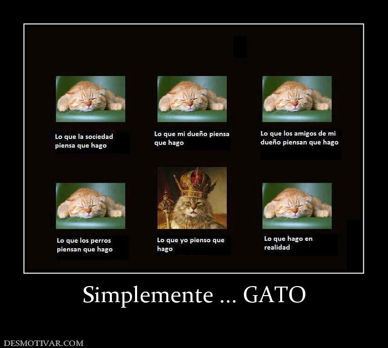 Simplemente ... GATO