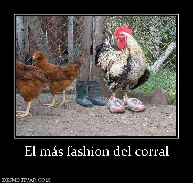 El más fashion del corral