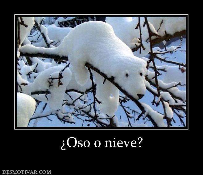 ¿Oso o nieve?