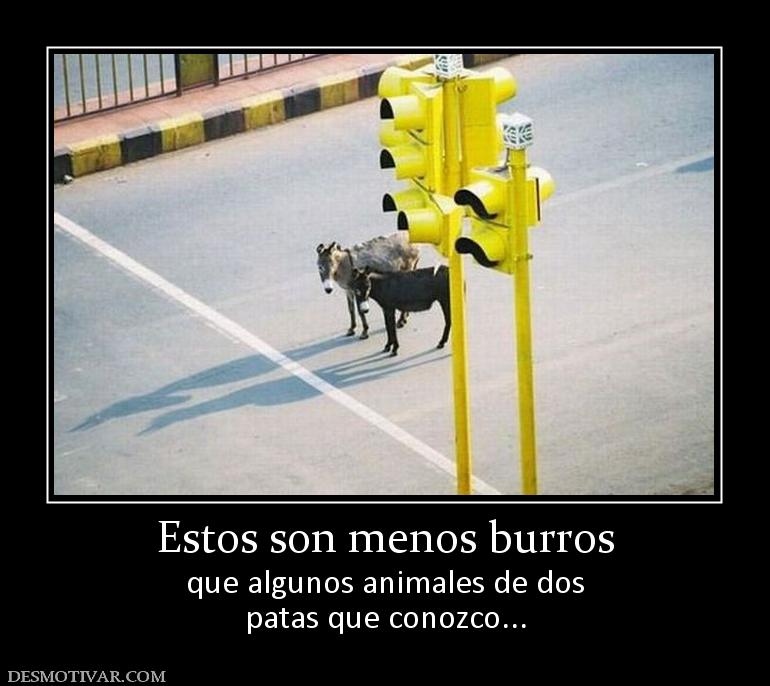 Estos son menos burros que algunos animales de dos patas que conozco...