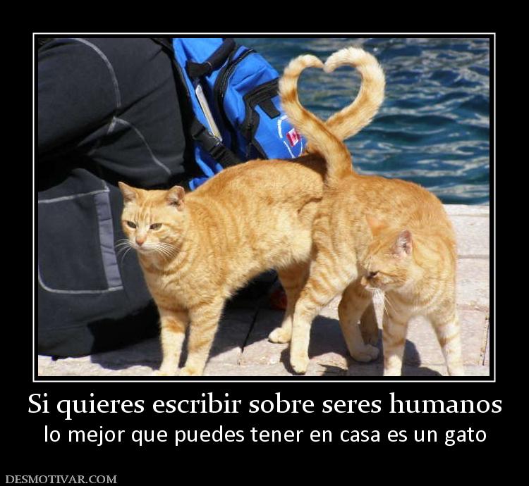 Si quieres escribir sobre seres humano lo mejor que puedes tener en casa es un gato