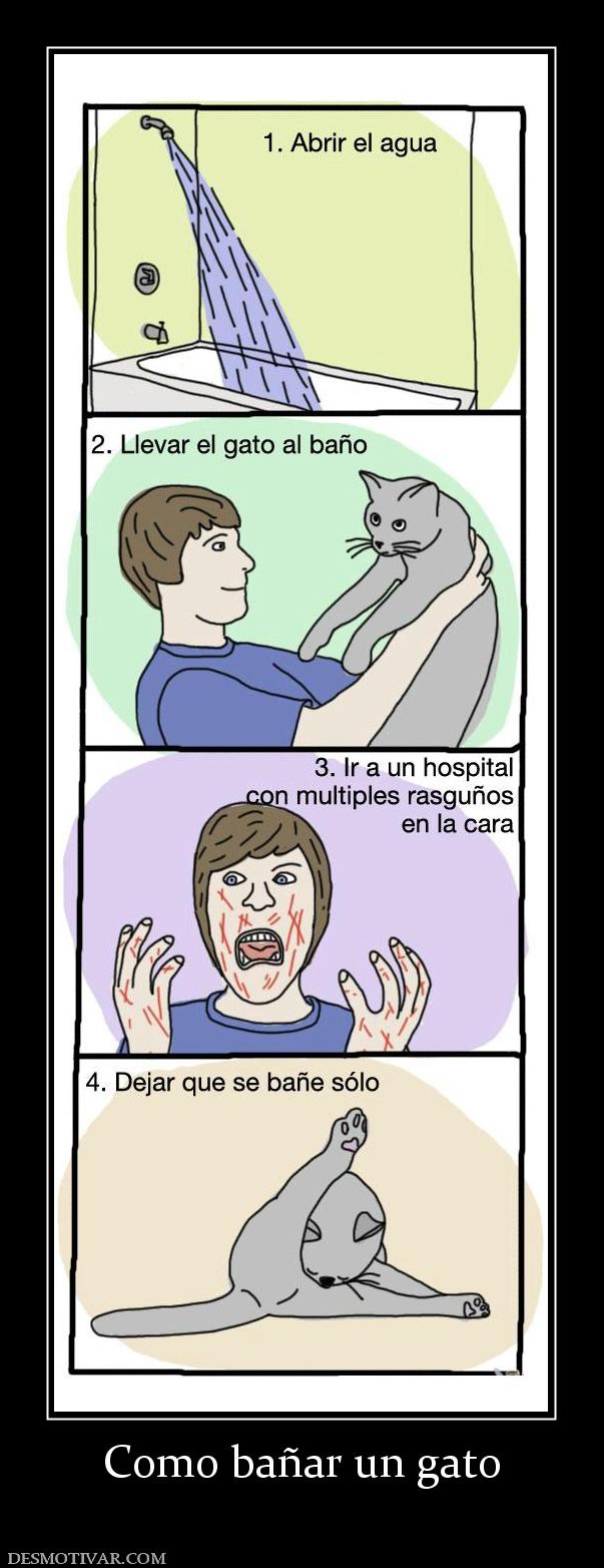 Como bañar un gato