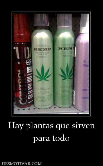 Hay plantas que sirven para todo