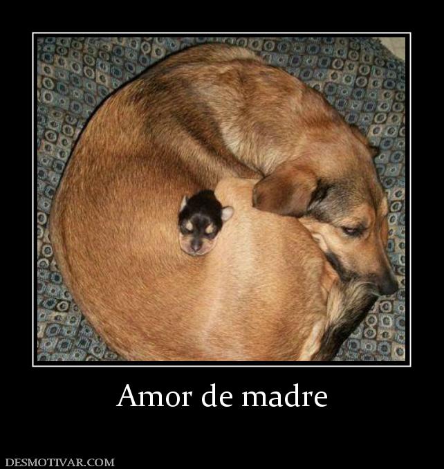 Amor de madre