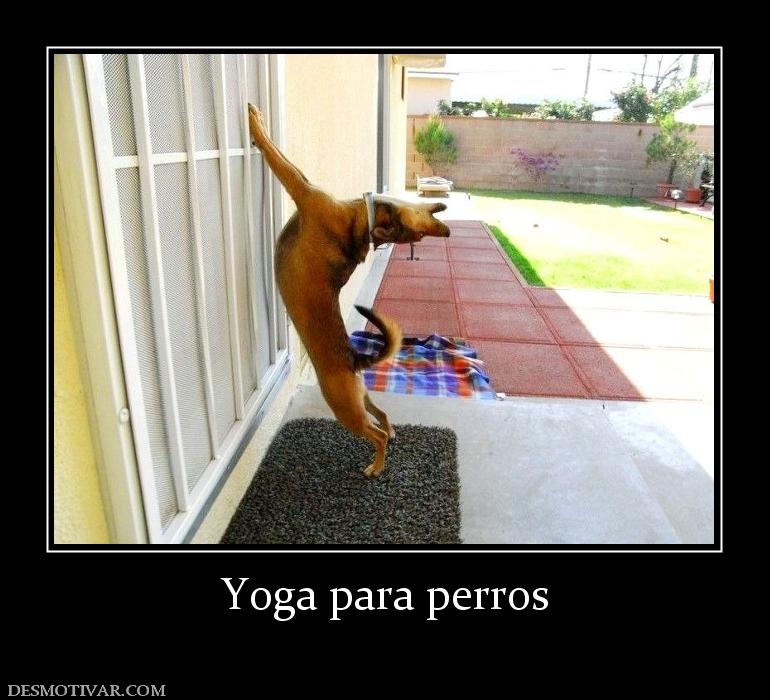 Yoga para perros