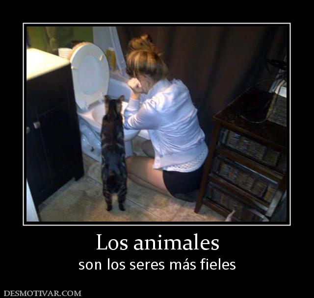 Los animales son los seres más fieles