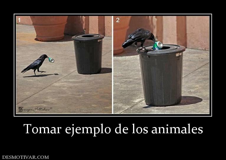 Tomar ejemplo de los animales