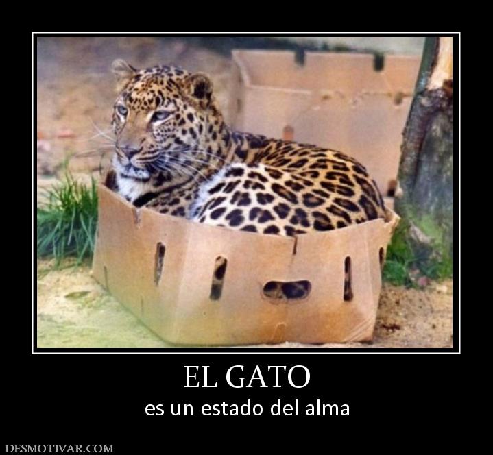 EL GATO es un estado del alma