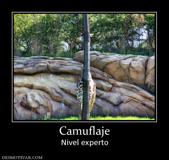 Camuflaje Nivel experto