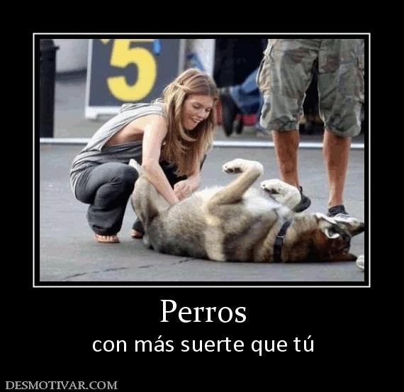 Perros con más suerte que tú