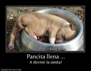 Pancita llena ... A dormir la siesta!