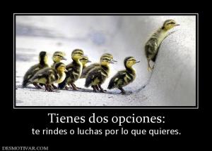 Tienes dos opciones: te rindes o luchas por lo que quieres.