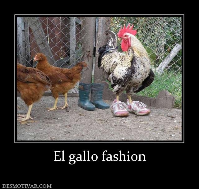 El gallo fashion