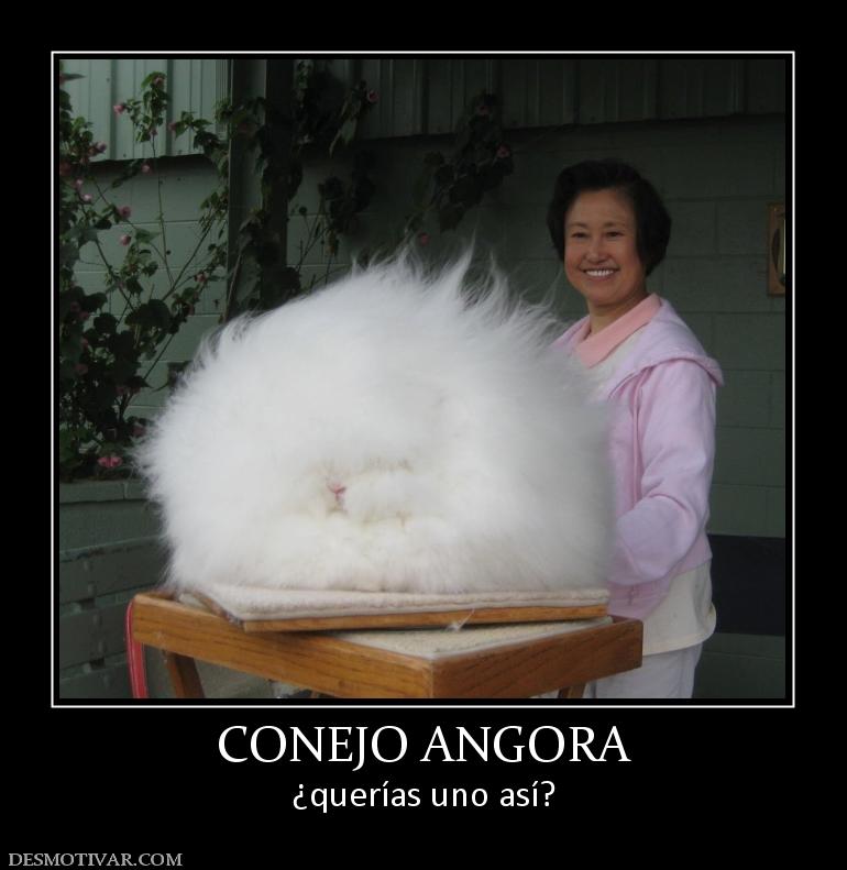 CONEJO ANGORA ¿querías uno así?