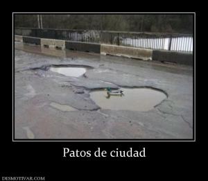 Patos de ciudad