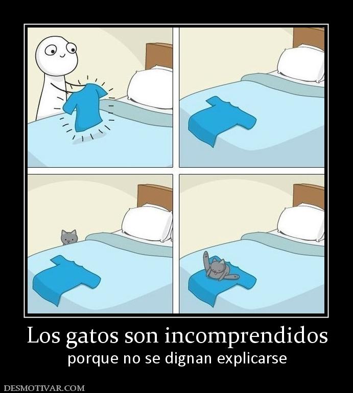 Los gatos son incomprendidos porque no se dignan explicarse