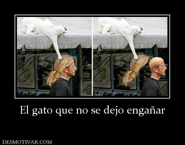 El gato que no se dejo engañar