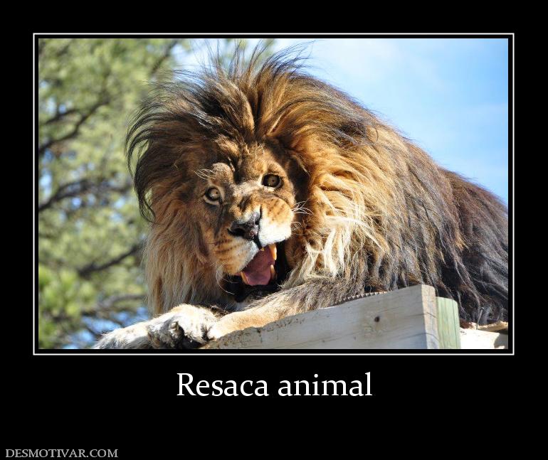 Resaca animal