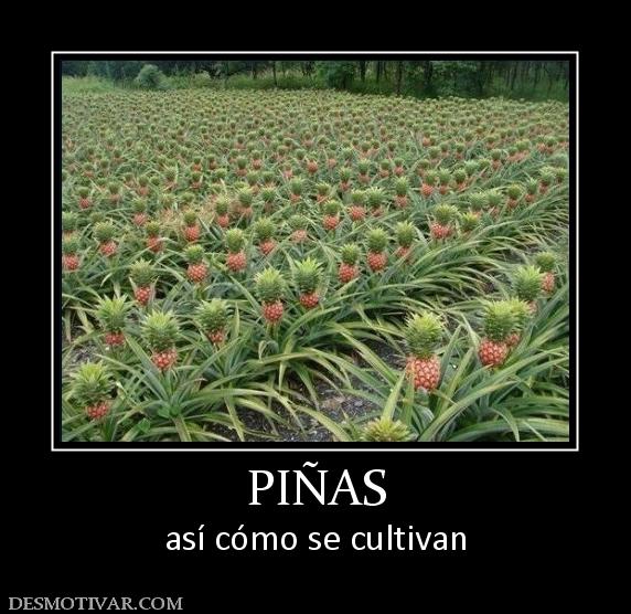 PIÑAS así cómo se cultivan