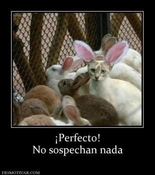 ¡Perfecto! No sospechan nada