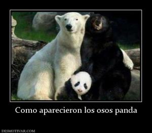 Como aparecieron los osos panda