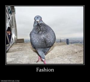 Fashion