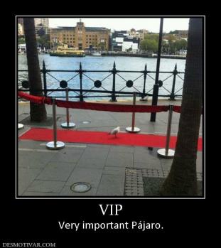 VIP Very important Pájaro.