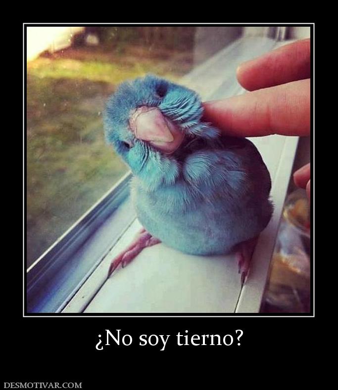 ¿No soy tierno?