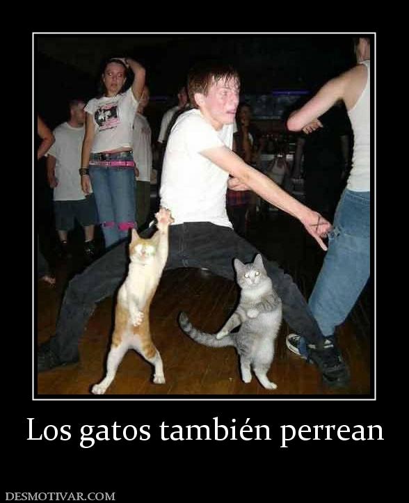 Los gatos también perrean