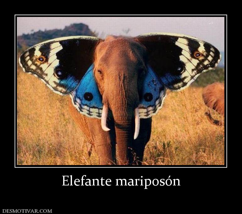 Elefante mariposón