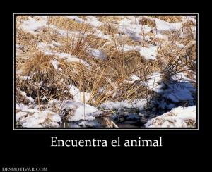 Encuentra el animal