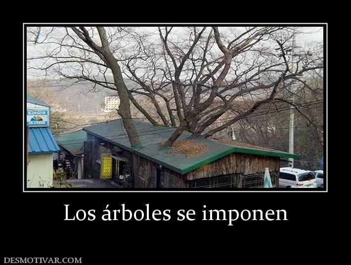 Los árboles se imponen