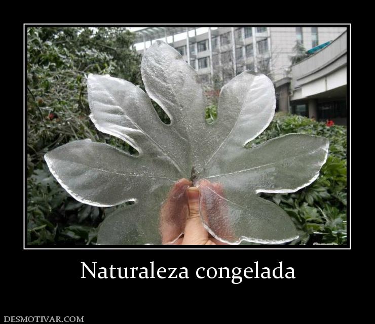 Naturaleza congelada