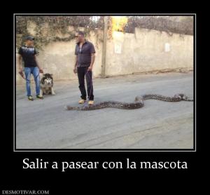 Salir a pasear con la mascota