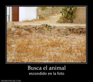 Busca el animal escondido en la foto