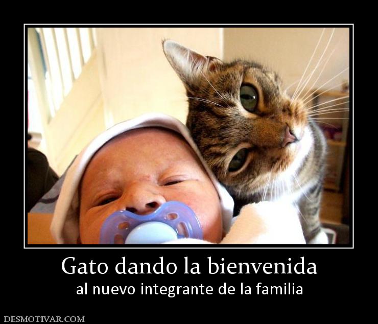 Gato dando la bienvenida al nuevo integrante de la familia