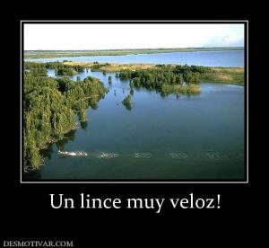 Un lince muy veloz!