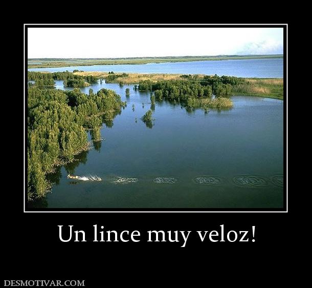 Un lince muy veloz!