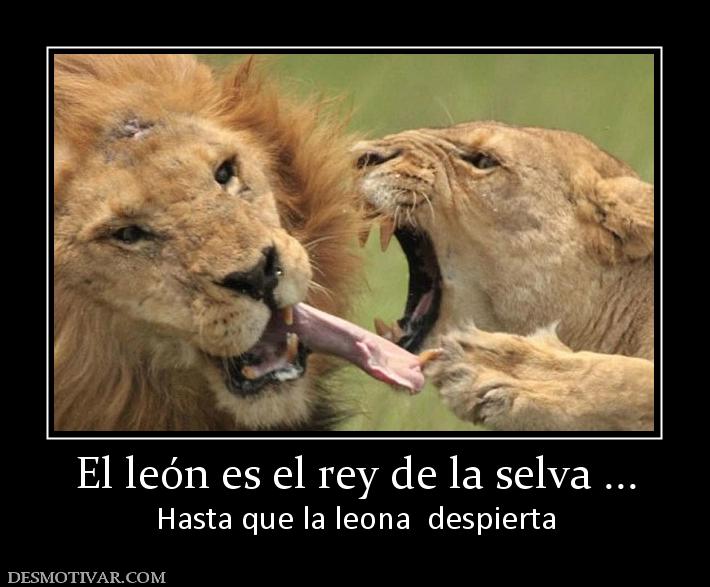 El león es el rey de la selva ... Hasta que la leona  despierta