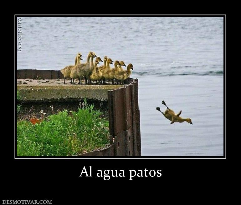 Al agua patos