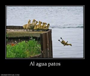 Al agua patos