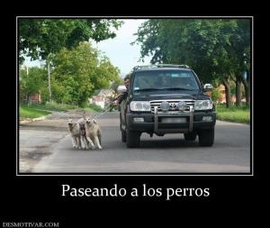 Paseando a los perros