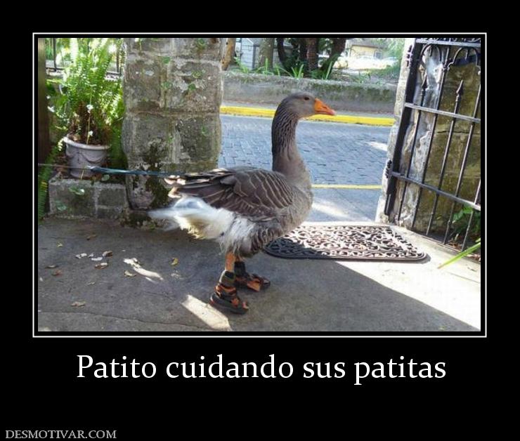 Patito cuidando sus patitas