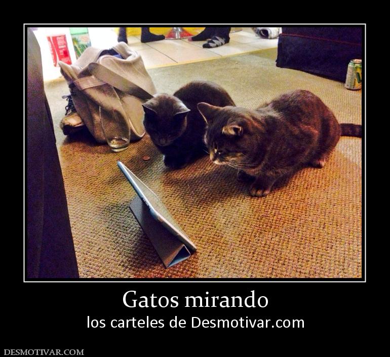 Gatos mirando los carteles de Desmotivar.com