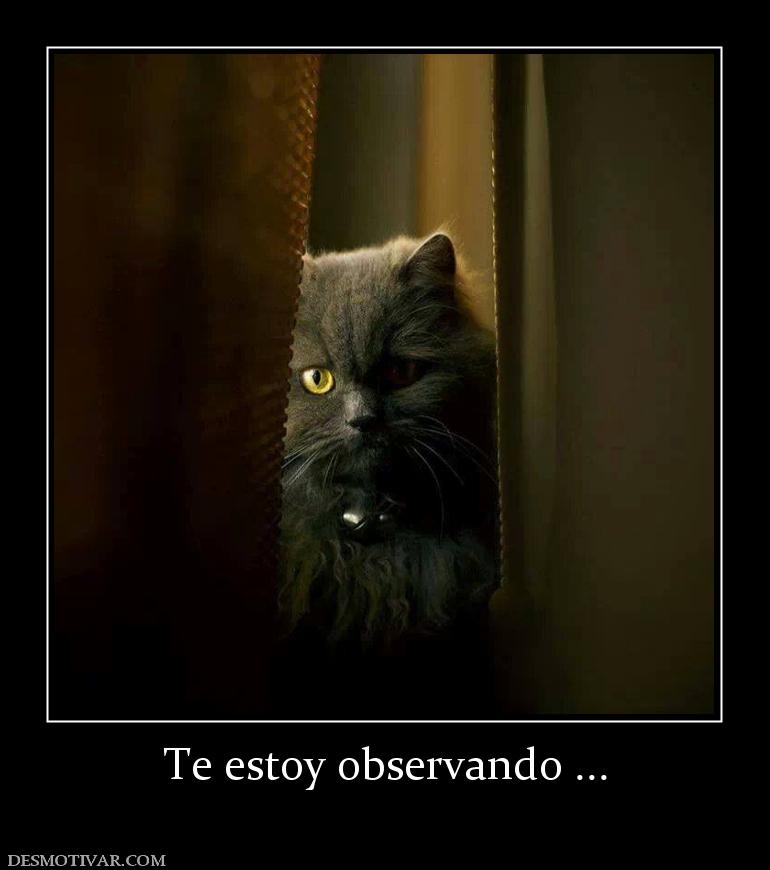 Te estoy observando ...