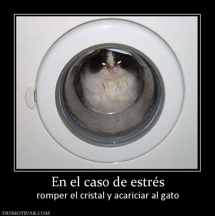 En el caso de estrés romper el cristal y acariciar al gato