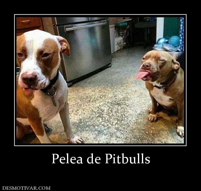 Pelea de Pitbulls