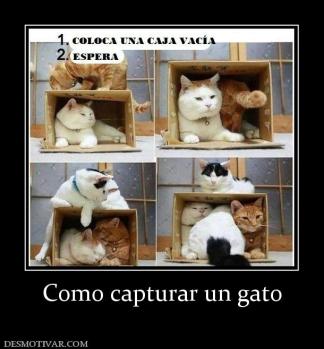 Como capturar un gato