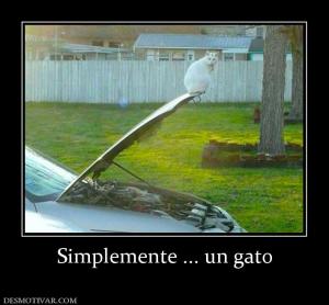 Simplemente ... un gato